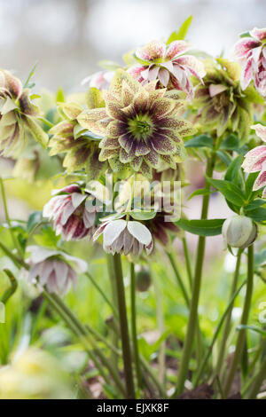 Helleborus × Hybridus Harvington doppelte gesprenkelt. Nieswurz. Fastenzeit rose Stockfoto