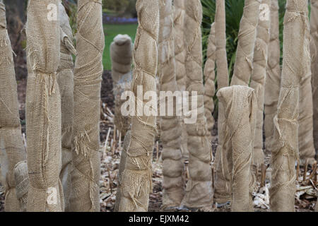 Die Überwinterung zarten Pflanzen mit hessischen an der RHS Wisley Gardens. Surrey, England Stockfoto