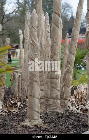 Die Überwinterung zarten Pflanzen mit hessischen an der RHS Wisley Gardens. Surrey, England Stockfoto