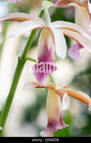 Phaius Tankervilleae. Terrestrische Orchidee Stockfoto