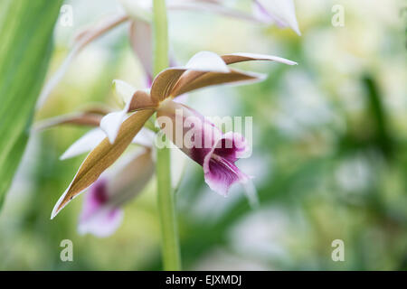 Phaius Tankervilleae. Terrestrische Orchidee Stockfoto