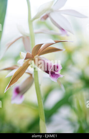 Phaius Tankervilleae. Terrestrische Orchidee Stockfoto