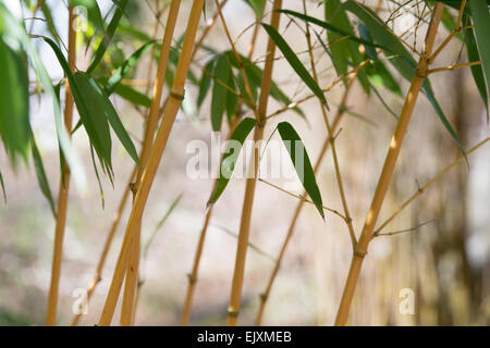 Phyllostachys Aureosulcata Aureocaulis. Gelben Stiel Bambus Stockfoto