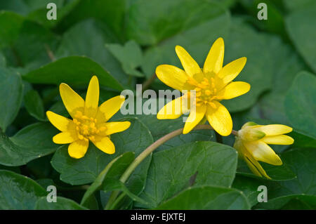 Kleinen Schöllkraut (Ranunculus Ficaria / Ficaria Grandiflora Robert / Ficaria Verna Huds.) in Blüte Stockfoto