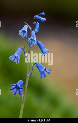 Spanische Bluebell (Hyacinthoides Hispanica) in Blüte, Spanien Stockfoto