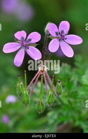 Redstem Filaree / Storksbill / gemeinsame Stork es-Rechnung (Erodium Cicutarium) in Blüte Stockfoto