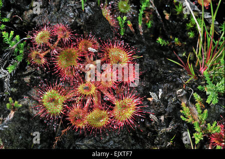 Runde-leaved Sonnentau / Sonnentau (Drosera Rotundifolia) mit Insekten in den Blättern gefangen Stockfoto