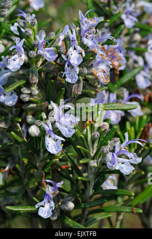 Rosmarin (Rosmarinus Officinalis) in Blüte, im Mittelmeerraum heimisch Stockfoto