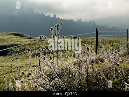 OR02090-00... OREGON - Frost bedeckt Disteln entlang einem Barbwire Zaun in North Fork Umpqua River Valley. Stockfoto