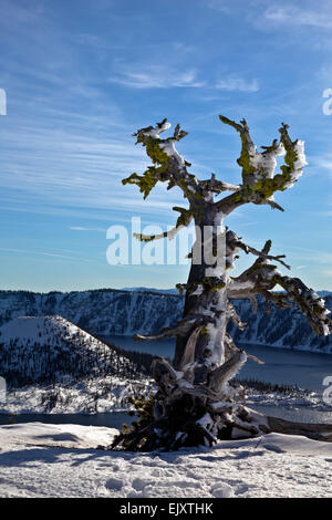 OREGON - Twisted alten Stamm eines Baumes und Wizard Island vom Nordrand des Crater Lake in Crater Lake National Park. Stockfoto