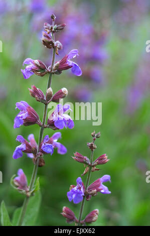 Garten Salbei / gemeinsame Salbei (Salvia Officinalis) in Blüte, im Mittelmeerraum heimisch Stockfoto