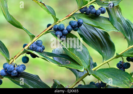 Gemeinsamen Salomonssiegel / Davids Harfe (Polygonatum Multiflorum) Nahaufnahme von Beeren Stockfoto