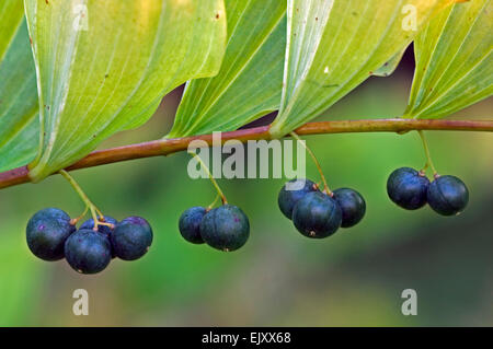 Gemeinsamen Salomonssiegel / Davids Harfe (Polygonatum Multiflorum) Nahaufnahme von Beeren Stockfoto