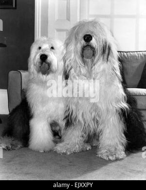 Tiere-Hunde-Freundschaft: Englische Schäferhund: Old English Sheepdog: ein Softie, wenn nur sie sehen können. Guinness (links) Sport einen Pony, aber Benson braucht seine Top-Knot gefesselt. Februar 1983 P022104 Stockfoto