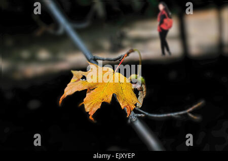 Letzten Herbst Blätter an einem Baum hängen Stockfoto