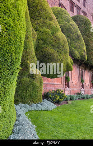 Powis Castle Gardens, Welshpool, Wales, UK. Diese 17c Barockgarten ist berühmt für seine riesigen alten Formschnitt Eibe Bäume und Hecken Stockfoto