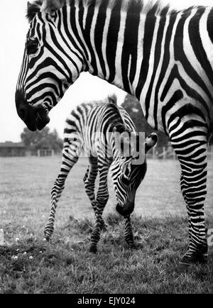 Eine zierliche Blender zu erfüllen: die spindeldürren Beine sind noch ein wenig unsicher. Aber dieses Baby Zebra im Belle Vue Zoo, Manchester, geboren war dann nur ein paar Stunden alt, wann das Bild aufgenommen wurde. Sie können bereits sehen, dass sie die aristokratischen Richtung ihrer Mutter hat, die eine sorgfältige Uhr auf ihr halten wird. Die Youngster ist im Moment sehr ruhig, aber als sie beginnt, ihre Fersen treten eine wenig sie wird voraussichtlich eine echte Razzle-dazzler. Greater Manchester, August 1960 P015089 Stockfoto