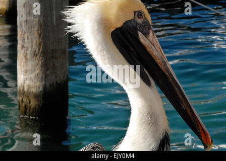 Pelikan-Profil gegen das smaragdgrüne Wasser der Flut vom Palm Beach Einlass in Palm Beach County, Florida. Stockfoto