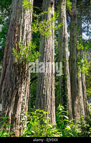 Detail der wenigen Redwood-Bäume gesehen in den USA Stockfoto