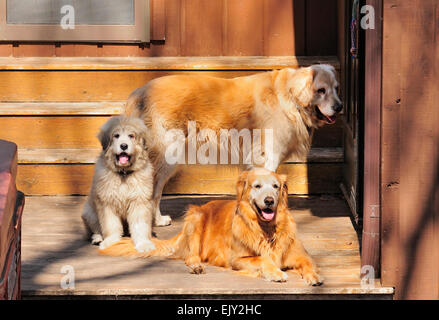 Drei Hunde am hinteren Veranda warten, um hineinzukommen. Stockfoto