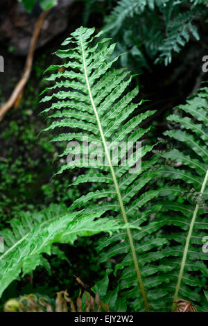 Blechnum Brasiliense Farn Farne grüne Blätter Blatt Laub Red Dwarf brasilianischen Baumfarn RM Floral Wedel Wedel Stockfoto