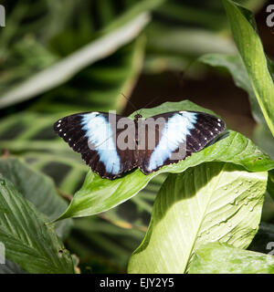Achilles Morpho Schmetterling, Flügel, auf einem Blatt Stockfoto