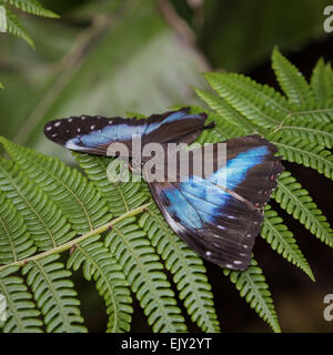 Achilles Morpho Schmetterling, Flügel, auf einem Blatt Stockfoto