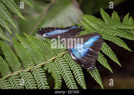 Achilles Morpho Schmetterling, Flügel, auf einem Blatt Stockfoto