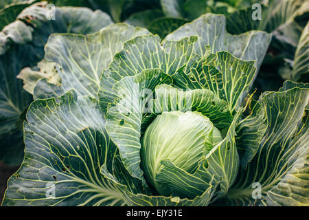 Weißen Kopf Kohl auf Feld Stockfoto