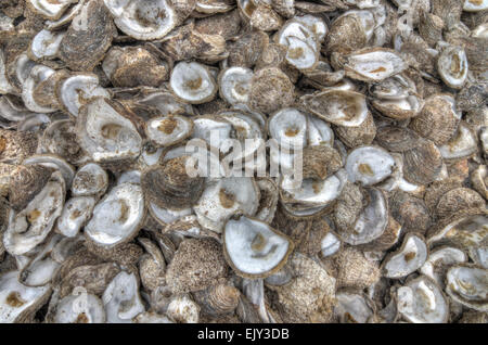 Austern Muscheln Whitstable kent Stockfoto