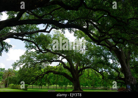 Laura historische Antebellum Creole Plantation Virginia Live Oak Bäume Vacherie New Orleans Louisiana RM USA Stockfoto