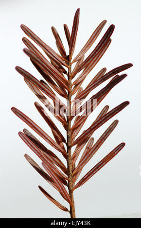 getrocknete Tannennadeln aus ausrangierten Weihnachtsbaum Stockfoto