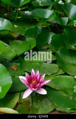 Rosa Seerose Nymphaea Einzelblüte einer Lilien Teich tropischen exotische Pflanze Pflanzen RM Floral Stockfoto