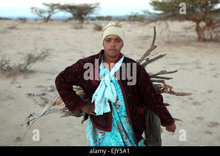 Sammeln von Feuerholz in ländlichen Somaliland. Stockfoto