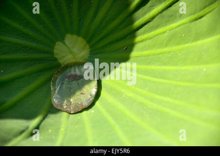 Ein starker Rückgang auf ein Lotusblatt (Nelumbo Nucifera) Stockfoto