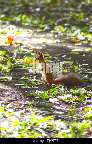Gewöhnliche Eichhörnchen, buschige Rute Stockfoto