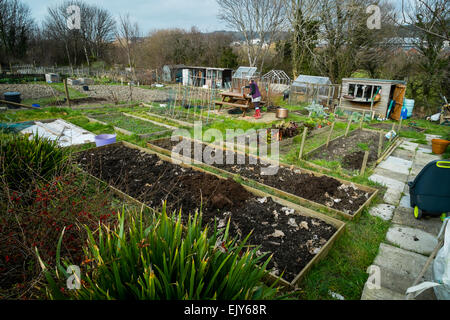 Frühjahr: eine Frau, die auf ihr ordentlich angelegt Gebietskörperschaft Zuteilung Gemüsegarten, mit dem Grundstück unterteilt Hochbeete für verschiedene Arten von Gemüse, Aberystwyth Wales UK Stockfoto