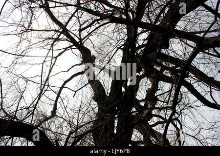 Mysteriöse Foto von einem beeindruckenden Baum auf einem Spaziergang in einem Winter Park in Kanada Stockfoto