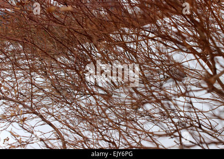 Abstrakte fotografische Detail eine rote Wildpflanzen, die auf Schnee überleben in einem Winter in Kanada Stockfoto