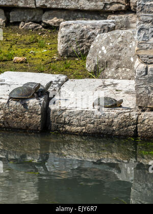 Europäischen Teich Wasserschildkröten oder Sumpfschildkröten (Emys Orbicularis), an der archäologischen Stätte von Butrint, im Süden Albaniens Stockfoto