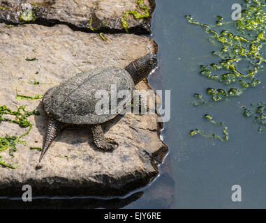 Europäische Sumpfschildkröte oder Sumpfschildkröte (Emys Orbicularis), an der archäologischen Stätte von Butrint, im Süden Albaniens Stockfoto