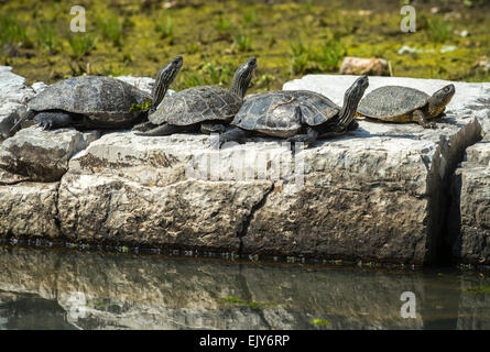 Europäischen Teich Wasserschildkröten oder Sumpfschildkröten (Emys Orbicularis), an der archäologischen Stätte von Butrint, im Süden Albaniens Stockfoto