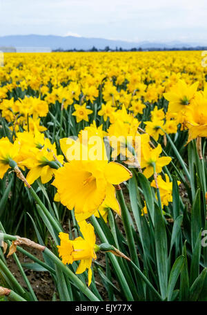 Bereich der gelben Narzissen während der Skagit Valley Tulip Festival. Stockfoto