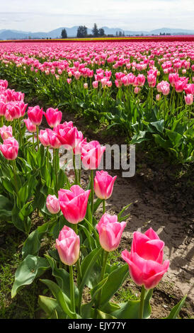 Bereich der rosa Tulpen im Skagit Valley Tulip Festival. Stockfoto