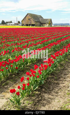 Bereich der roten Tulpen im Skagit Valley Tulip Festival mit Scheune im Hintergrund. Stockfoto