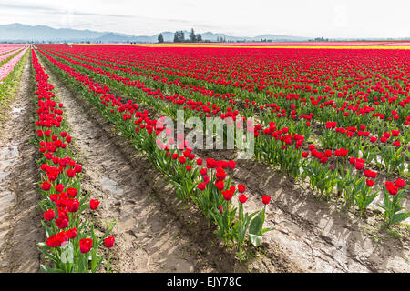 Bereich der roten Tulpen im Skagit Valley Tulip Festival. Stockfoto