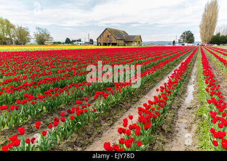 Bereich der roten Tulpen im Skagit Valley Tulip Festival mit Scheune im Hintergrund Stockfoto