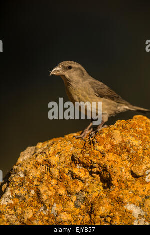 Weibliche gemeinsame Fichtenkreuzschnabel (Loxia Curvirostra) thront auf einem Felsen Stockfoto