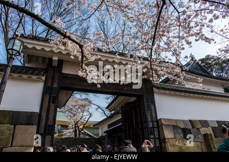 Kirschblüte, Tayasu Tor, Kitanomaru-Park, Kaiserpalast Tokio, Chiyoda-Ku, Tokyo, Japan Stockfoto