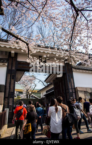 Kirschblüte, Tayasu Tor, Kitanomaru-Park, Kaiserpalast Tokio, Chiyoda-Ku, Tokyo, Japan Stockfoto